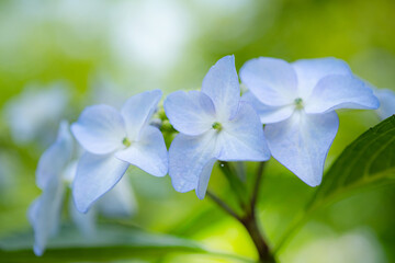 光を浴びる紫陽花
