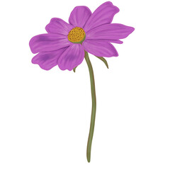 Cosmos violet flower