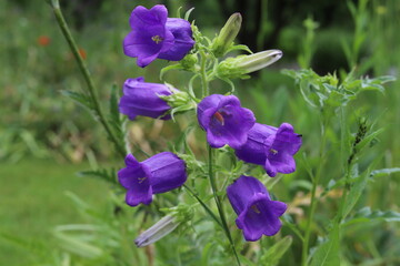 Campanula medium. Blooming purple flower of Canterbury bells.