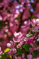 Bee Flying Over Pink Flowers