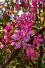 Fototapeta na wymiar Pink Spring Flowers Blooming