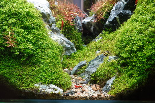 aquarium tank decoration scenery The underwater plants and trees are beautifully decorated in nature.
