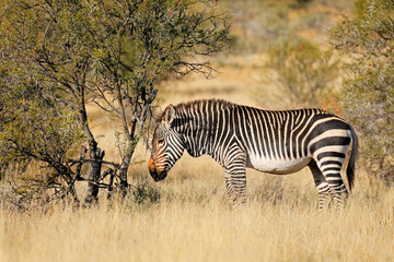 Cape mountain zebra (Equus zebra) in natural habitat, Mountain Zebra National Park, South Africa.