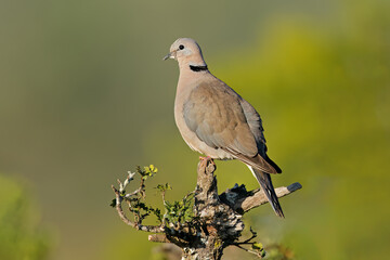 A Cape turtle doves (Streptopelia capicola) perched on a branch, South Africa.