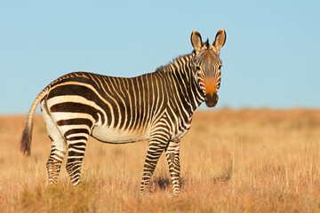 Cape mountain zebra (Equus zebra) in natural habitat, Mountain Zebra National Park, South Africa. - obrazy, fototapety, plakaty