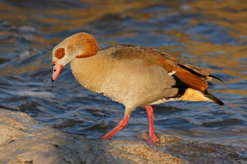 An Egyptian goose (Alopochen aegyptiacus) in shallow water, South Africa.