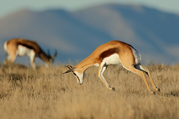 Jumping springbok antelope (Antidorcas marsupialis), Mountain Zebra National Park, South Africa. - obrazy, fototapety, plakaty