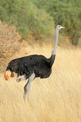 Male ostrich (Struthio camelus) standing in dry grassland, Kalahari desert, South Africa.