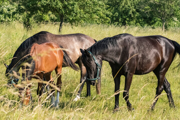 Wunderschöne Pferde grasen auf einer Weide