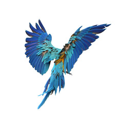 Blue macaw bird flying © thawats