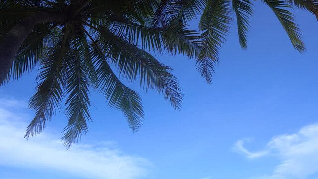 sky and plam tree at bottom up to blue sky copy space..