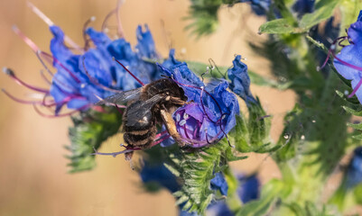 Eine Hummel im Sommer  sucht Nektar auf einer blauen Blüte © biggi62