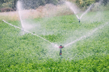 Water sprinkler on agricultural field