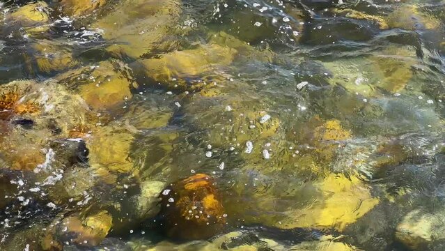 shoaling fish swimming in the inter tidal pool