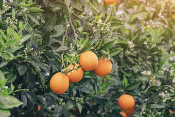An orange tree with an abundance of fruit on a farmer's plantation