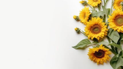  Banner of sunflowers on white background. Generative Ai