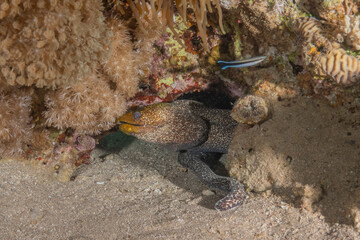 Moray eel Mooray lycodontis undulatus in the Red Sea, Eilat Israel
