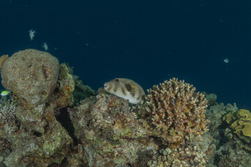 Fish swimming in the Red Sea, colorful fish, Eilat Israel
