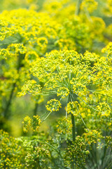 flowers in the garden