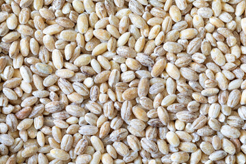 Pearl barley grains texture background, top view, macro