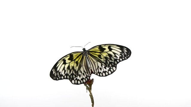 Slow motion beautiful paper kite butterfly opens wings on yellow flower on white