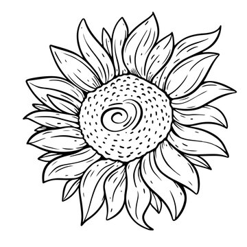 Sunflower line art sketch monochrome retro style vector illustration