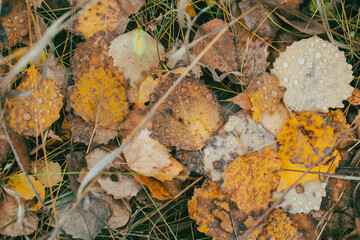 Yellow fallen withered aspen and birch leaves with raindrops on the ground, autumn background, close up, selected focus.