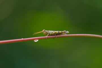 Grasshopper on branch Isolated background, animal closeup 