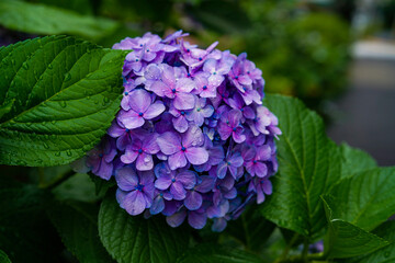 Hydrangea in japan