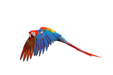Scarlet macaw parrot flying isolated on transparent background png file	