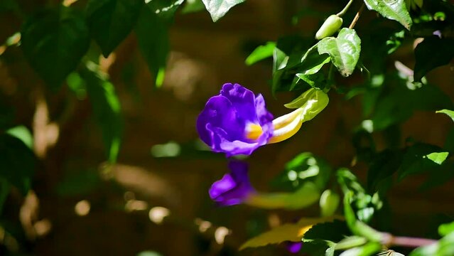 A captivating image showcasing a vibrant purple flower nestled among lush green leaves. The delicate petals of the flower radiate a rich hue of purple