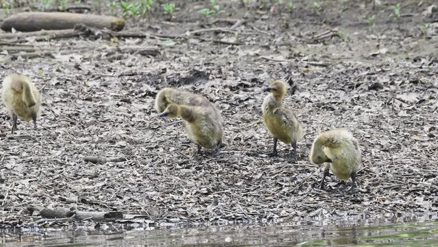 Baby geese, goslings, cleaning and preening on the bank after a swim