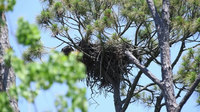 Two eaglets sit on the edge of a nest preparing for their first flight