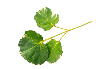 leaves of a tree on isolated white background