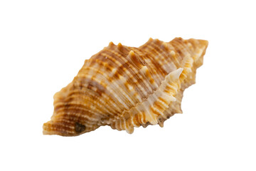 sea shell isolated on white
