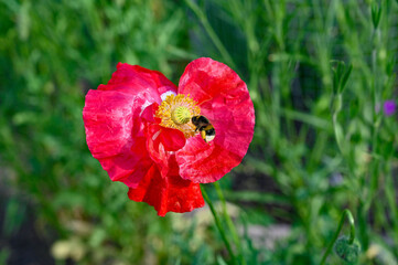 Bumblebee collecting pollen in big red poppy flower
