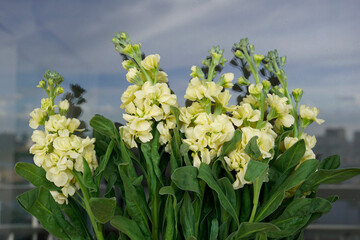 Hoary stock yellow flowers in the window sky reflection background