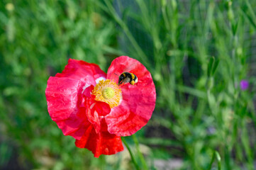 Bumblebee collecting pollen in big red poppy flower