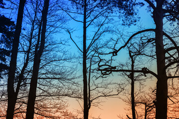 Silhouettes of bare trees over evening sky background at sunset