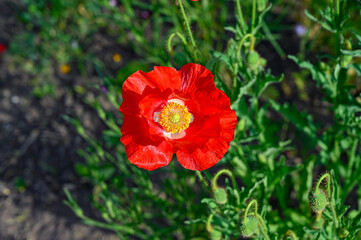 Big red poppy flower in private garden