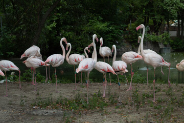 Photo Flamingos in the zoo