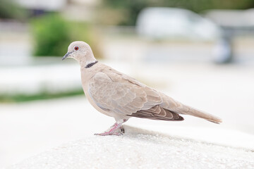 dove on the ground