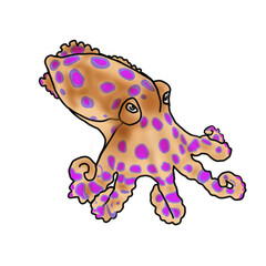 octopus, sea creatures