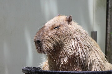 カピバラ