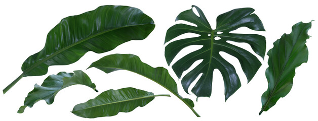 Plant leaves Green nature Tropical forest isolated on transparent background - png	