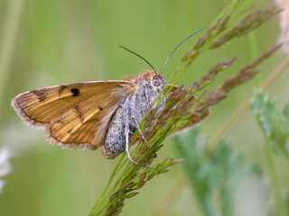 Burnet companion moth