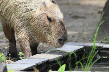 カピバラ