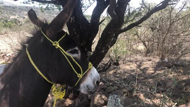 Video burro en una granja feliz