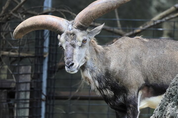 スーチョワンバーラル