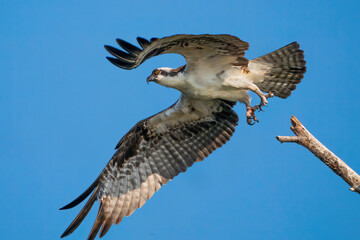 An Osprey taking Flight on Jordon Lake